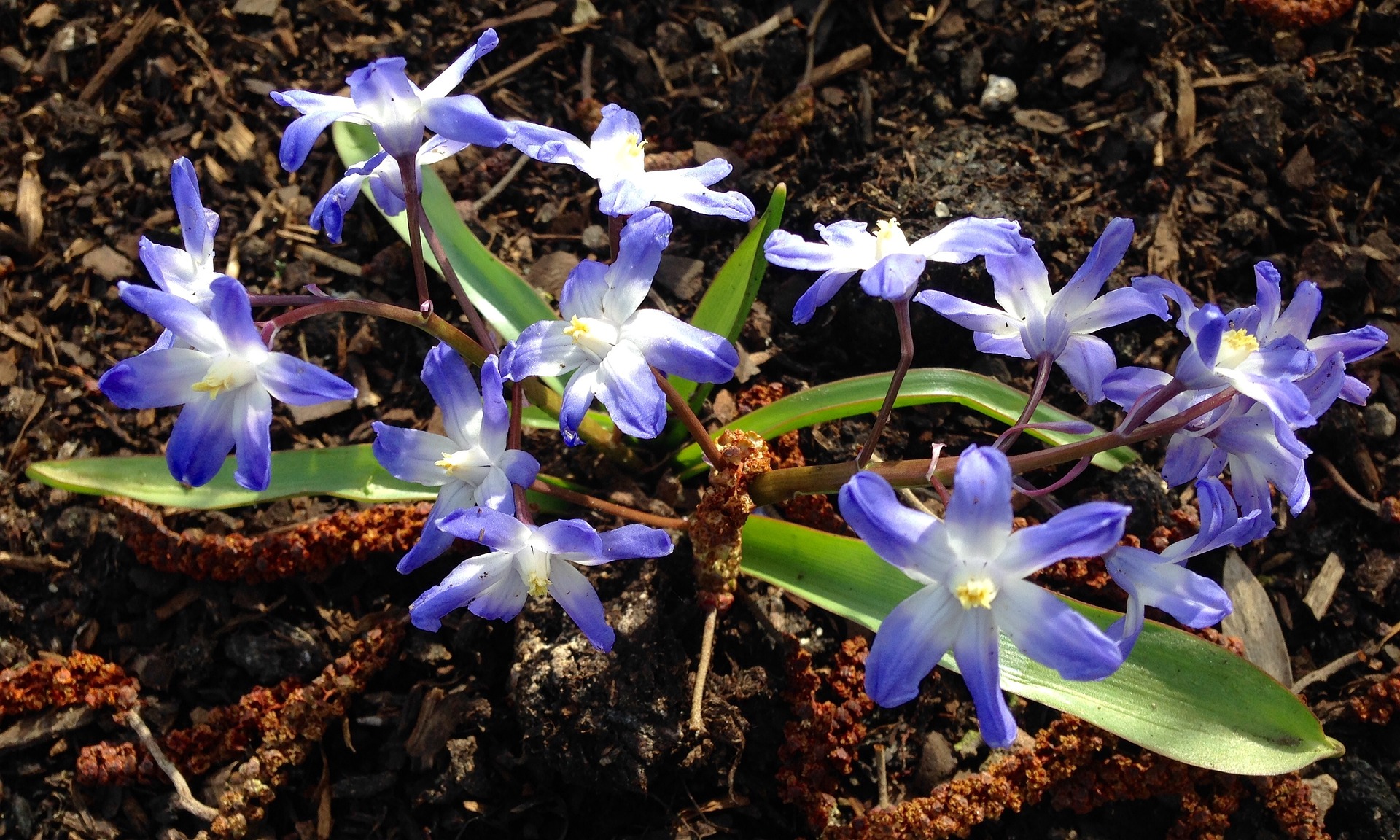 The Earliest-Blooming Spring Bulbs | Almanac.com